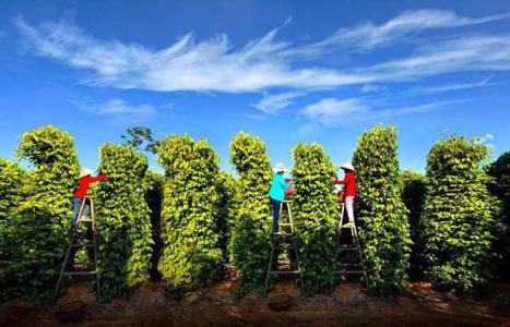 Giá hồ tiêu 5/2: Tăng 500 đồng/kg