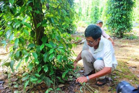 Giá hồ tiêu 13/2: Giảm 500 đồng/kg