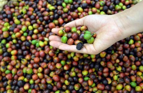 Giá cà phê 25/2: Giảm 500 đồng/kg