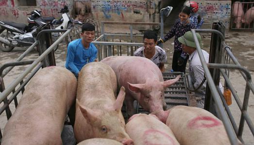 Giá heo hơi 5/3: Cả 3 miền trên đà tăng