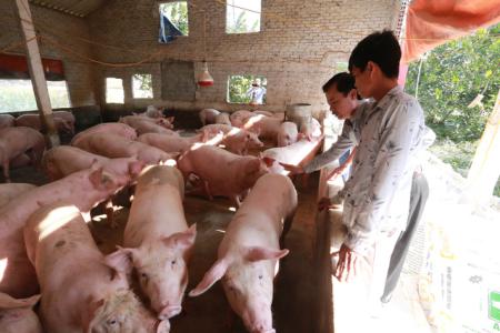 Giá heo hơi 19/3: Cả 3 miền không có nhiều thay đổi về giá