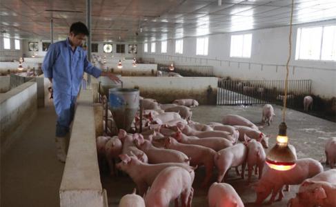 Giá heo hơi 20/3: Cả 3 miền lại tiếp tục tăng