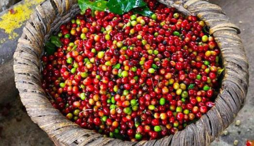 Giá cà phê 20/3: Giảm 200 đồng/kg