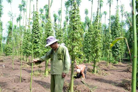 Giá hồ tiêu 24/3: Tây Nguyên và miền Nam trầm lắng