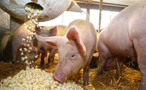 Giá heo hơi 25/3: Không có nhiều biến động