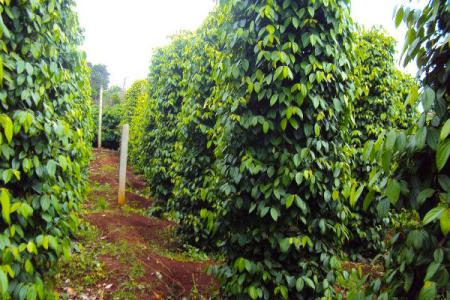 Giá hồ tiêu 25/3: Ổn định không có nhiều biến động