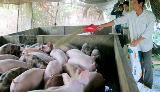 Giá heo hơi 27/3: Giảm giá ở nhiều nơi