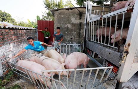 Giá heo hơi 31/3: Cả 3 miền giảm sâu