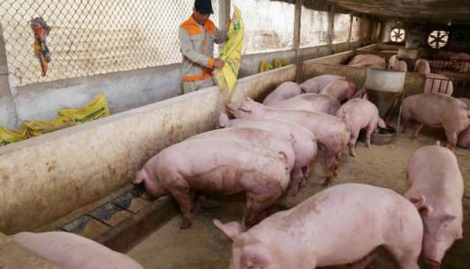 Giá heo hơi 6/4: Cả 3 miền đều chững lại