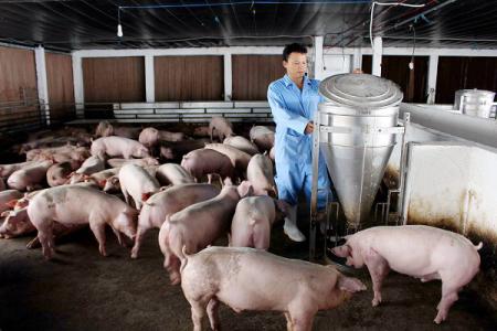 Giá heo hơi 7/4: Miền Bắc, miền Nam giảm nhẹ