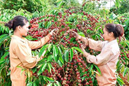 Giá hồ tiêu 17/4: Giảm nhẹ 100 đồng/kg