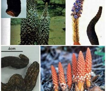 Món ăn cho phụ nữ hiếm muộn