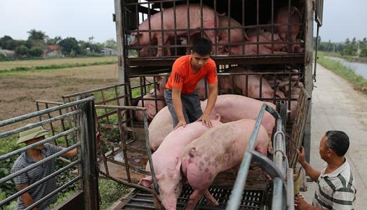 Giá heo hơi 3/6: Quay đầu tăng trở lại