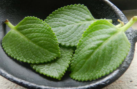 Bài thuốc trị ho được dân gian tin dùng, cả trẻ nhỏ cũng sử dụng được