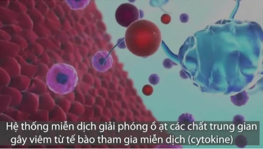 Ca sĩ Phi Nhung bị ‘cơn bão Cytokine’: Bác sĩ nói đó là mối nguy hại lớn với nhiều F0