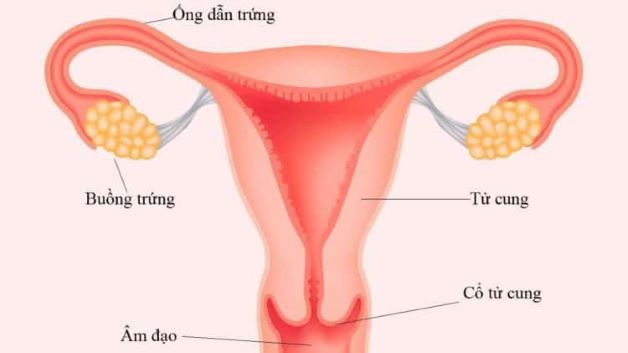 Nguyên nhân tiềm ẩn làm tắc vòi trứng gây vô sinh và cách phòng ngừa