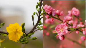  6 loại hoa phú quý, gọi tài lộc, cả năm may mắn