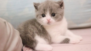 Tử vi tuổi Mão năm 2025