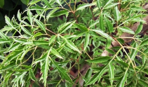 Uống nước lá đinh lăng cực tốt với 3 người này