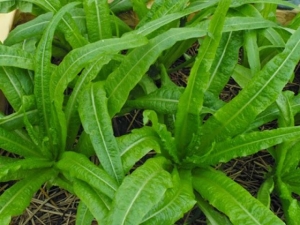 Loại rau giàu canxi gấp 10 lần canh xương hầm