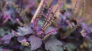 Ăn đều 3 thực phẩm này giúp giảm nguy cơ đột quỵ