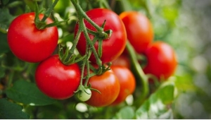 10 thực phẩm lành mạnh giúp trường thọ