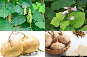 Bạn có biết? Củ đậu rất tốt nhưng có bộ phận là 'thuốc độc': 