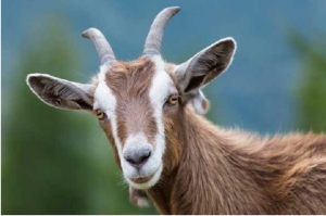 Tử vi tuổi Mùi năm Bính Ngọ 2026