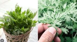 Phụ nữ nhất định phải biết cách dùng ngải cứu tăng tuần hoàn máu não, làm ấm tử cung