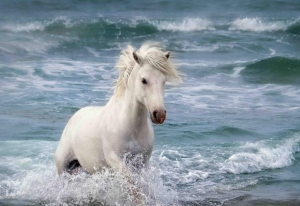 Hôm nay 10/02/2026: Tử vi 12 con giáp Tuổi Sửu có quý nhân soi đường, Tuổi Mão tài lộc hanh thông