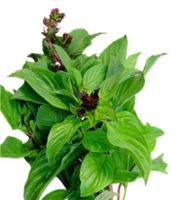 Lá húng quế cách dùng đúng cách để hỗ trợ thải độc và phòng bệnh