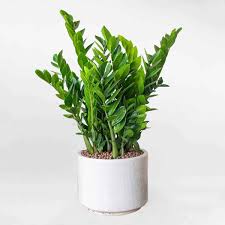 Đặt 3 cây phong thủy này ở phòng khách để hút tài lộc năm 2026