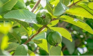 Hỗ trợ cải thiện mụn, thâm và lão hóa da bằng nguyên liệu dân gian lá ổi 