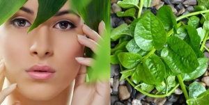 “Bí quyết xanh” giúp làm sáng da, se khít lỗ chân lông và ngăn ngừa lão hóa từ rau mồng tơi