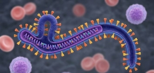 Có lây qua quan hệ tình dục không virus Ebola - tình trạng khẩn cấp mà WHO vừa công bố 