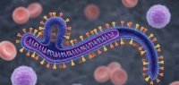 Có lây qua quan hệ tình dục không virus Ebola - tình trạng khẩn cấp mà WHO vừa công bố 