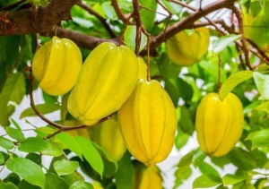3 loại cây ăn quả chọn trồng với mong ước đón phước lành, tài lộc