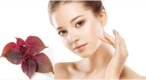 4 cách sử dụng lá tía tô để chăm sóc sức khỏe và làn da đúng cách