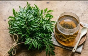 Lá đinh lăng có giúp cải thiện giấc ngủ