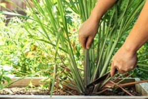 4 lý do nên trồng một bụi sả trước cửa nhà